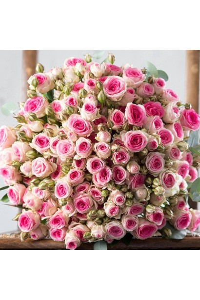 Троянда Мімі Еден